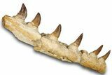 Mosasaur (Prognathodon) Jaw with Six Teeth - Morocco #259675-2